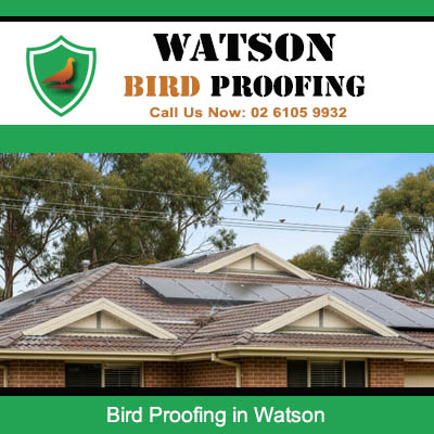 Professional bird proofing services for home roofline and eaves in Watson